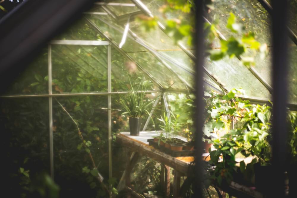 Inside shot of a green house catching the sunlight